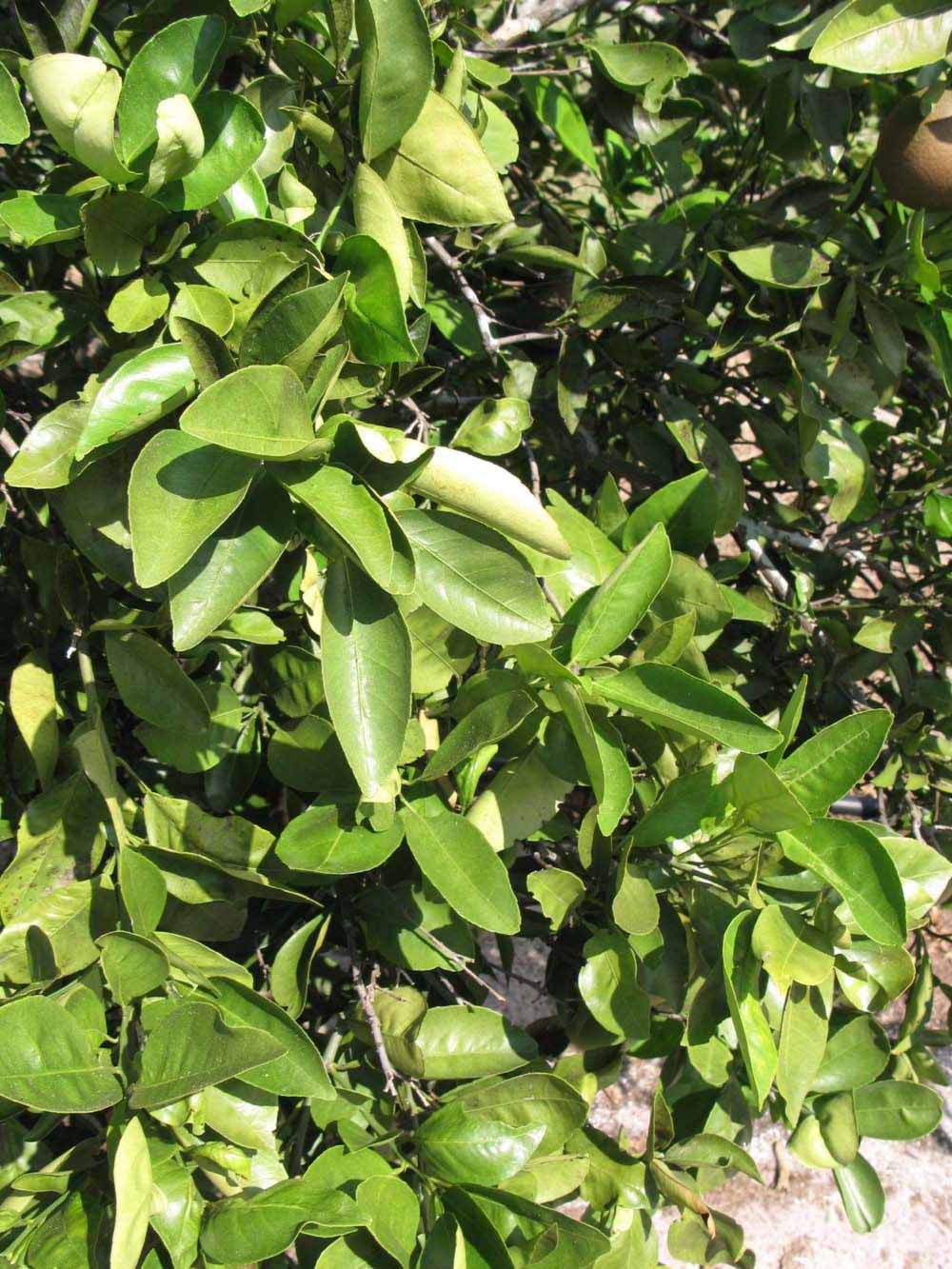              Sun leaves (Winter Haven, FL)       